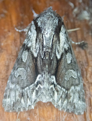 Hyppa contrasta