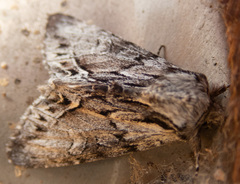 Hyppa contrasta