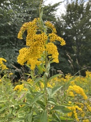Solidago