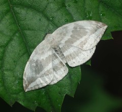 Cyclidia substigmaria