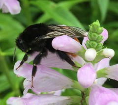 Bombus
