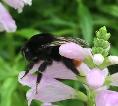 Bombus