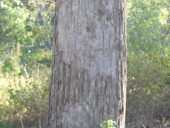 Angophora subvelutina