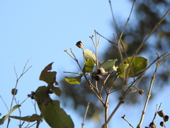 Angophora subvelutina
