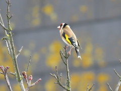 Carduelis carduelis