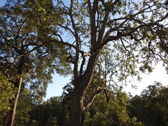 Angophora subvelutina