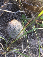 Escobaria dasyacantha