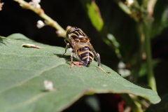 Eristalinus quinquestriatus