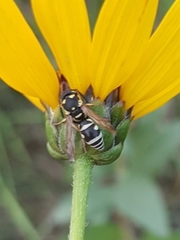 Stenodynerus anormis