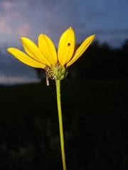 Stenodynerus anormis