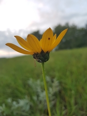 Stenodynerus anormis