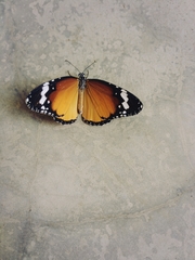 Danaus chrysippus
