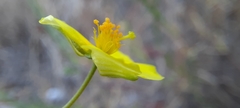 Fumana ericifolia