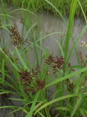 Cyperus orthostachyus