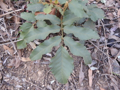 Cupaniopsis tomentella