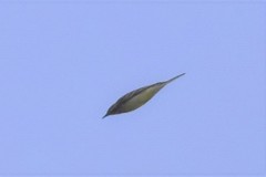 Motacilla citreola