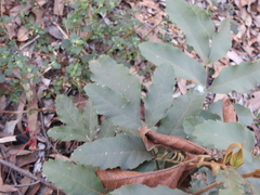 Cupaniopsis tomentella