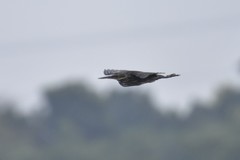 Ixobrychus flavicollis