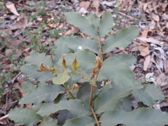 Cupaniopsis tomentella