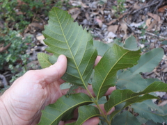 Cupaniopsis tomentella