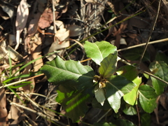 Astrotricha latifolia