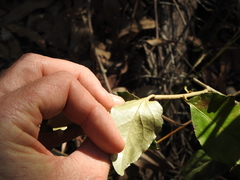 Astrotricha latifolia