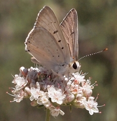 Tharsalea xanthoides