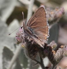 Tharsalea xanthoides