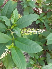 Phytolacca americana