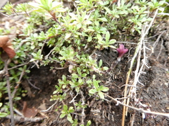 Thymus glabricaulis