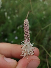 Sanguisorba parviflora