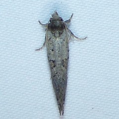 Acrolophus piger
