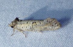 Acrolophus piger