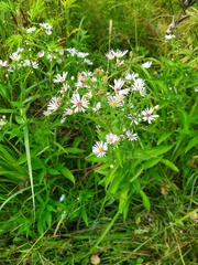 Symphyotrichum × salignum