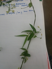 Vincetoxicum volubile