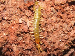 Scolopocryptops nigridius