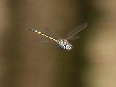 Hemicordulia intermedia