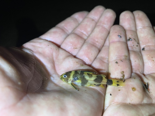 Scissortail Synodontis (Synodontis acanthoperca) · iNaturalist