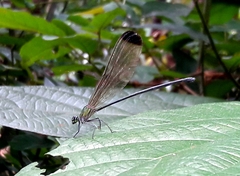 Vestalis apicalis