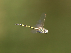 Hemicordulia intermedia