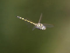 Hemicordulia intermedia