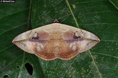 Hypopyra vespertilio