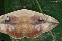 Hypopyra vespertilio