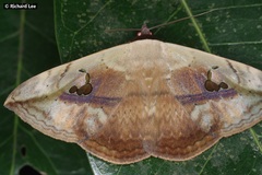 Hypopyra vespertilio