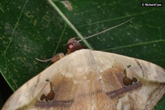 Hypopyra vespertilio