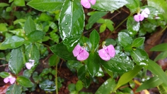 Impatiens minor