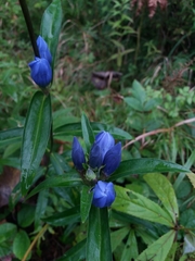 Gentiana triflora
