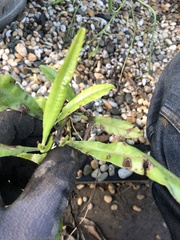 Myrsine salicina