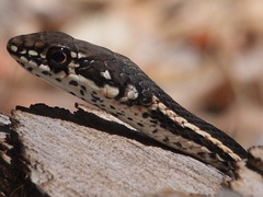 Masticophis lateralis lateralis