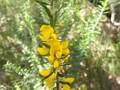 Aotus lanigera